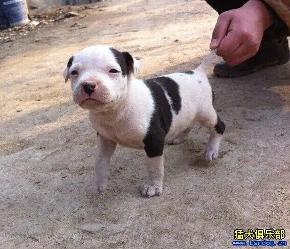 河北保定小朱兄弟的白花狗