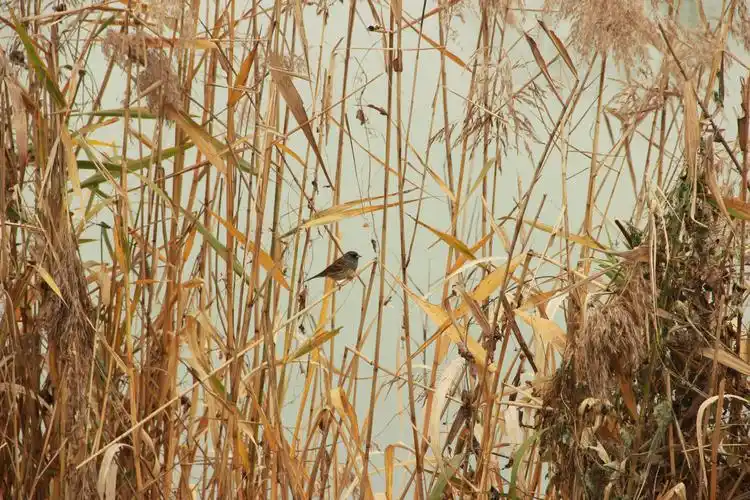 灰头鹀  black-faced bunting    emberiza spodocephala   雀形目