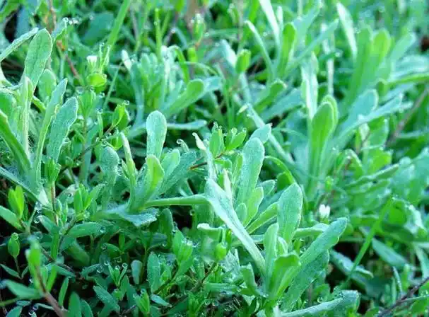 猫耳朵草(猫耳朵草药图片)_植物知识网