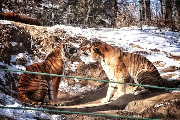 八达岭野生动物园及佛岩寺