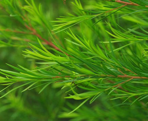 有机澳洲茶树纯露控油祛痘收缩毛孔爽肤喷雾纯露