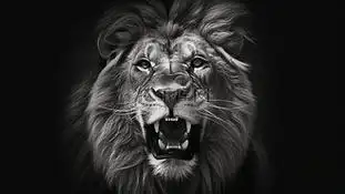 一张狮子的黑白照片