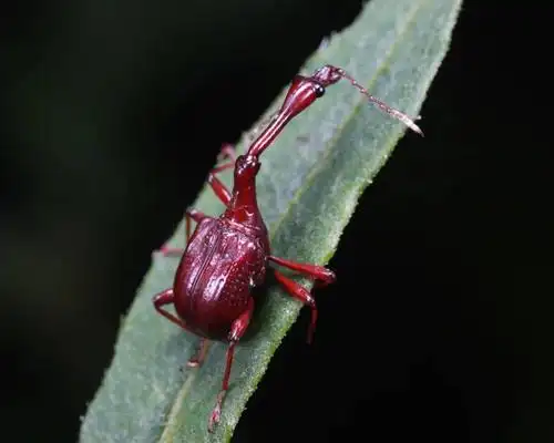 【虫谱大观】卷叶象