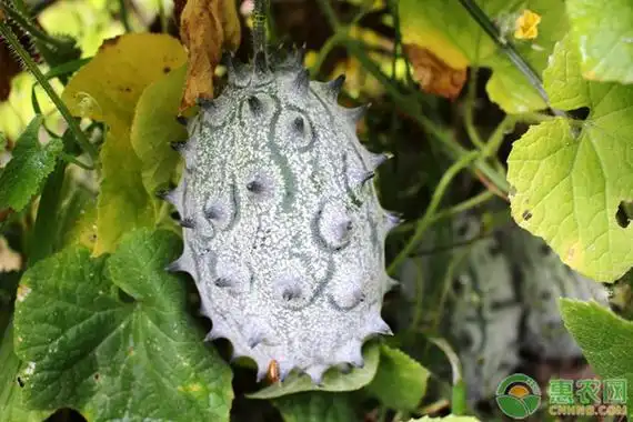 刺角瓜多少钱一斤?刺角瓜种植前景分析