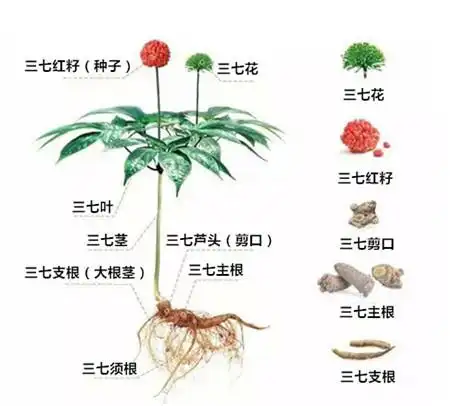 三七粉的功效与作用你了解三七吗全面揭开全枝三七的神秘面纱