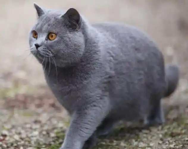 1英国短毛蓝猫据认为,入侵的罗马人最初所带来的埃及家猫大不列颠与