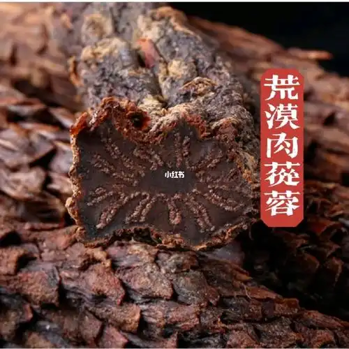 肉苁蓉之旅一药性简介