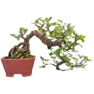 禅意小叶榆树微型盆景盆栽实物老桩展会级临水式造型精品绿植