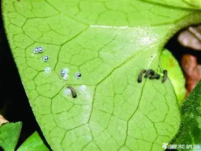 虎凤蝶卵你见过吗