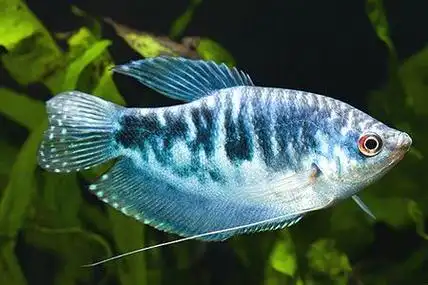 曼龙幼苗怎么开口曼龙鱼苗出生后大约2-3天就可以自己游动,此时就可以