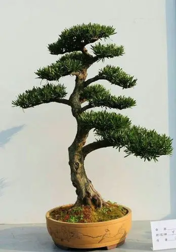 盆景欣赏(82)罗汉松盆景