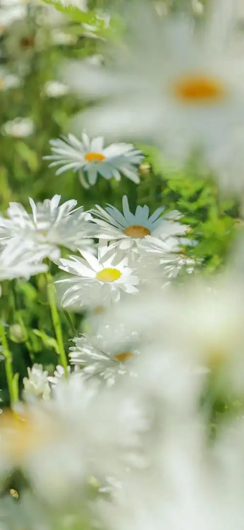 小清新雏菊植物手机壁纸