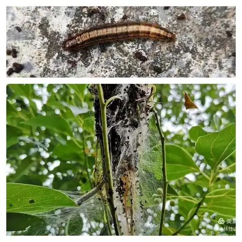常见食叶害虫识别及防治