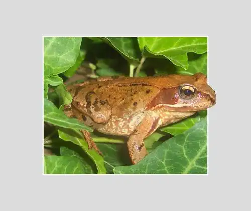 frog,animal,amphibians,toad,close,animal world,nature