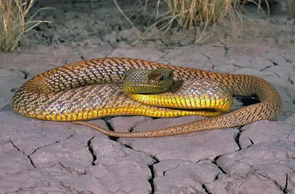 世界十大毒蛇之一的细鳞太攀蛇毒性能杀死20多万只老鼠