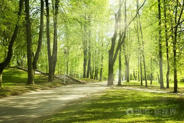 在阳光明媚的早晨的绿色公园