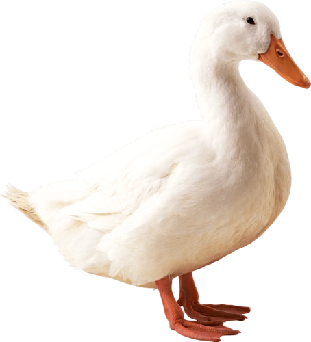 一只侧面的白鸭子png图片