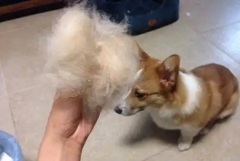 狗狗大量掉毛怎么办?主人做好这5点,有效减少掉毛!