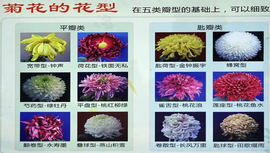 北京植物园2019年菊花展
