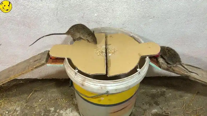 看来水桶真的是捕鼠器界的大佬,不服自己来看看水桶怎样征服你