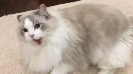 地球上10大最常见的宠物猫品种有你们家养的爱猫吗