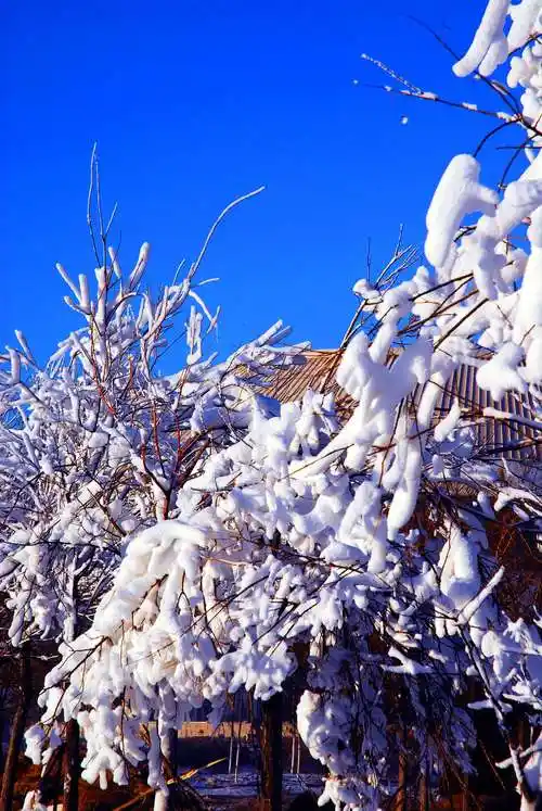 其它 树挂 写美篇树挂 银装素裹千千树 玉洁冰清万