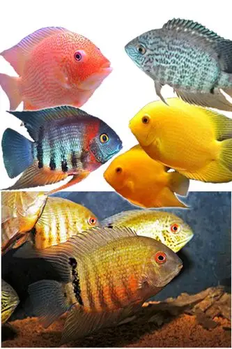 曾经的王者菠萝鱼