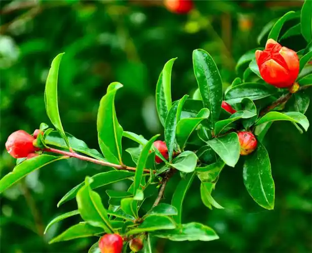 番石榴叶的功效与作用及禁忌(番石榴叶茶有降糖作用吗)
