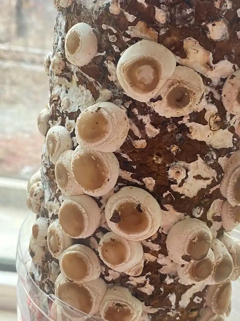 第一次养香菇 生长迅速很好养 - 抖音