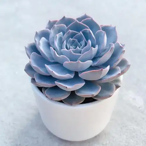 蓝石莲老桩多肉植物桌面红心盆栽客厅甲醛绿植多肉植物