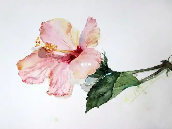 水彩画粉色朱槿花全程视频