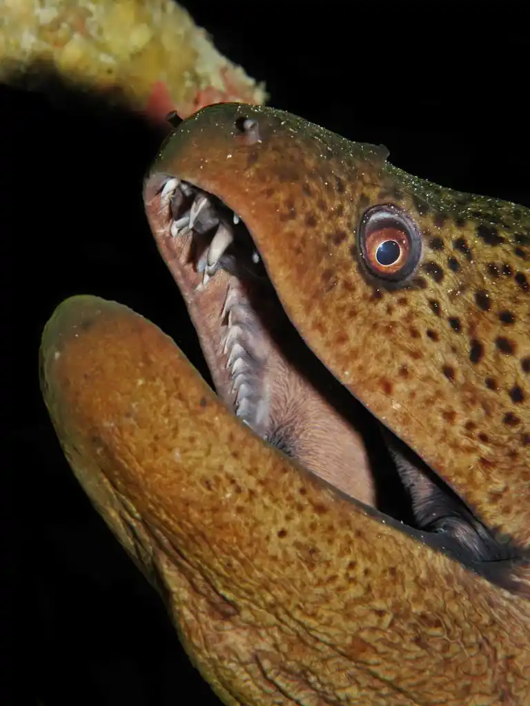 巨型海鳗,巨型马里 (gymnothorax 之感病率).