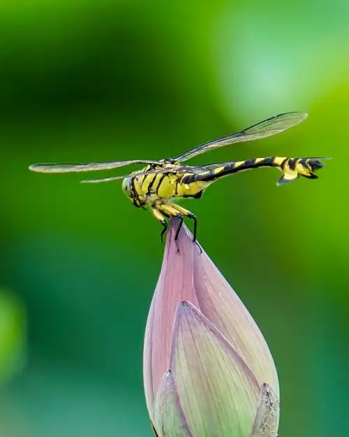 蜻蜓与荷花