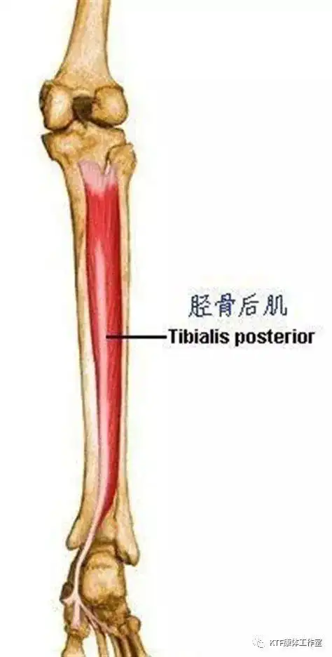 胫骨后肌的功能是:足内翻和足趾屈