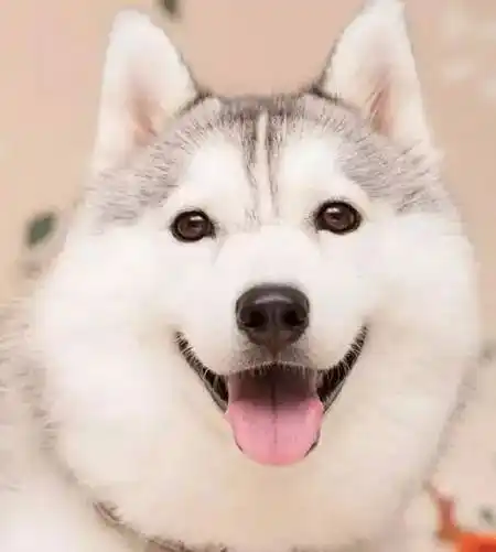 这颜值,用美颜相机都没那么漂亮吧