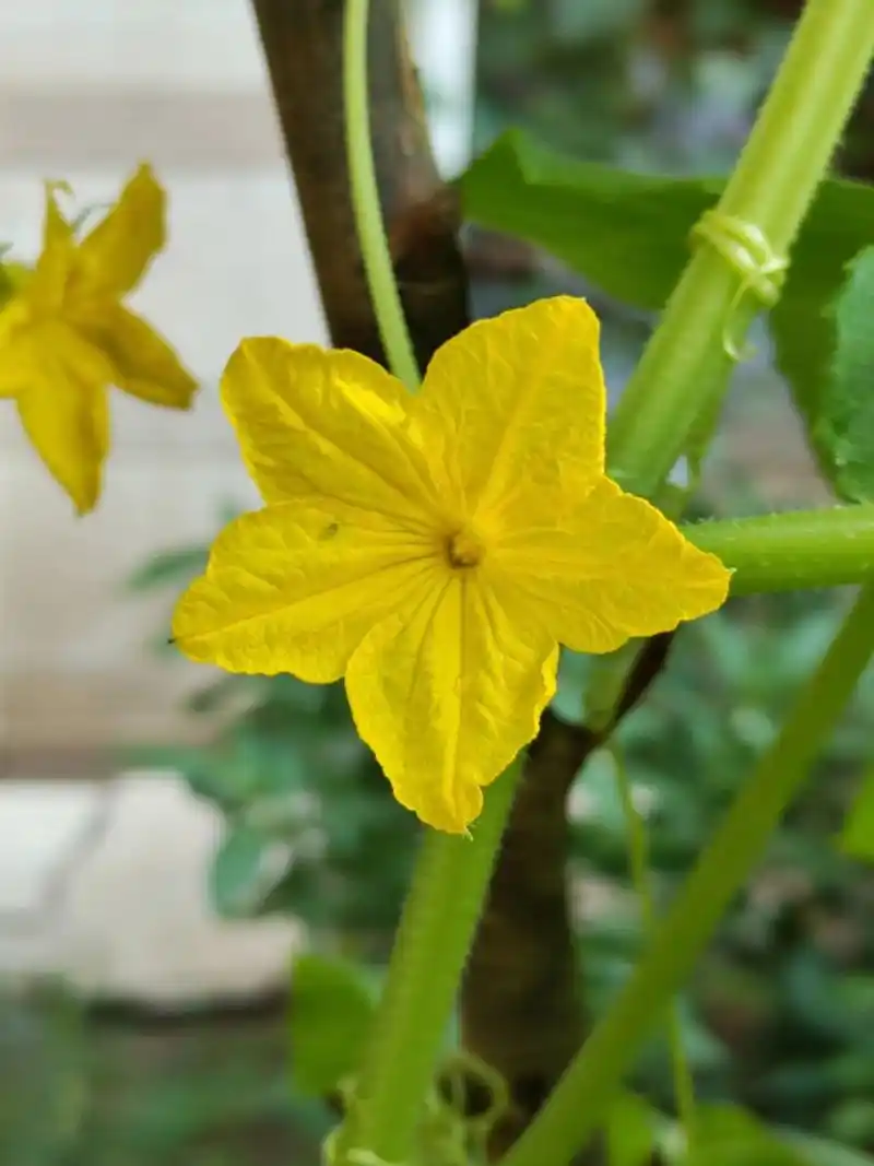 黄瓜花