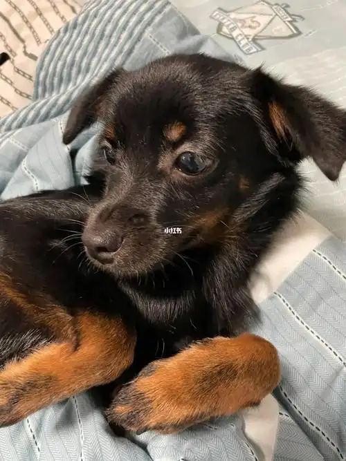 小狗是知道自己犯了错的