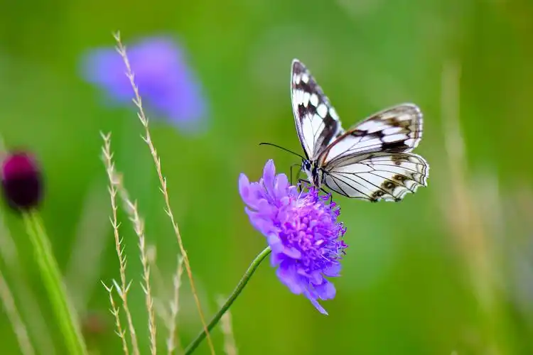 飞舞的精灵-蝴蝶