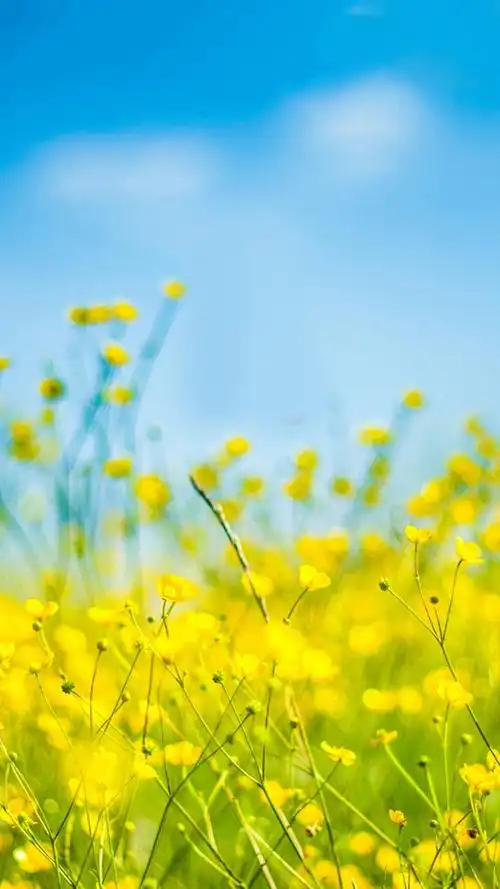 黄色花海h5背景