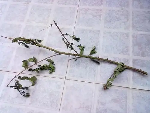 有一种长刺的树,叫什么名字