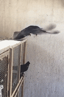 鸽子gif飞翔gif自由gif室内gif