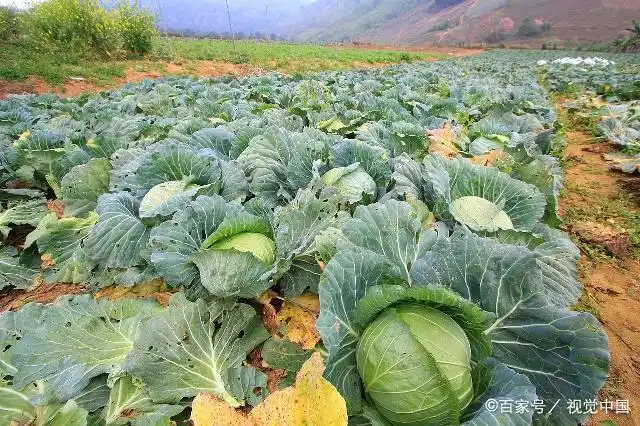 大白菜的高效种植技术,简单易学,能提高产量以及质量