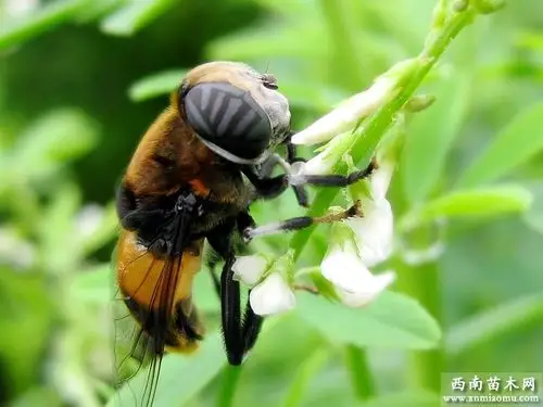 常见的益虫有哪些盘点十大最常见到的益虫