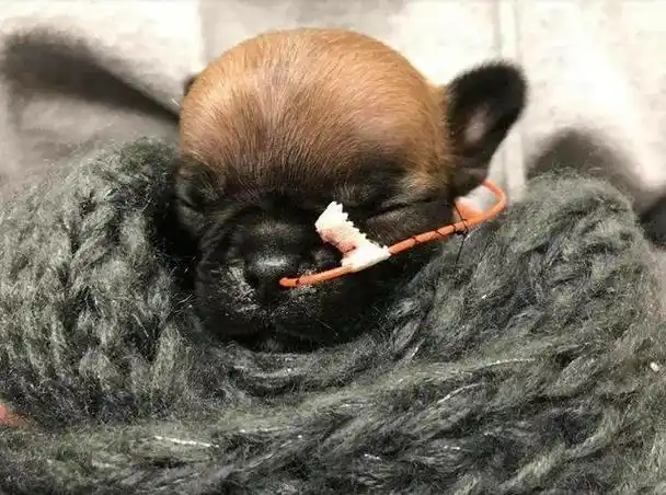 茶杯犬嘴巴脑子出问题,有好心兽医和狗干妈帮忙,终于