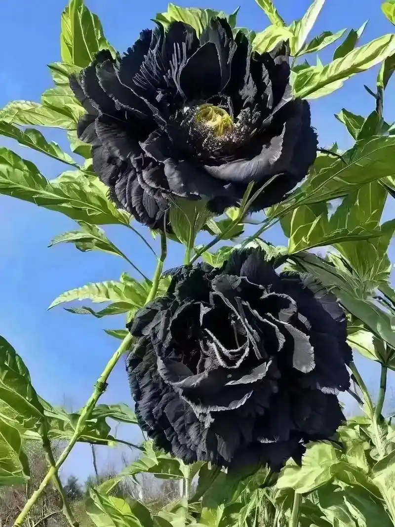 很好奇黑牡丹的花语是什么?黑牡丹的花语是 - 抖音