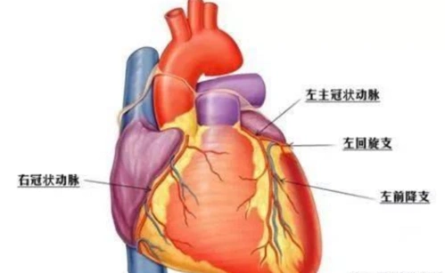 1,前降支(lad):走行于前室间沟.起自左主干.
