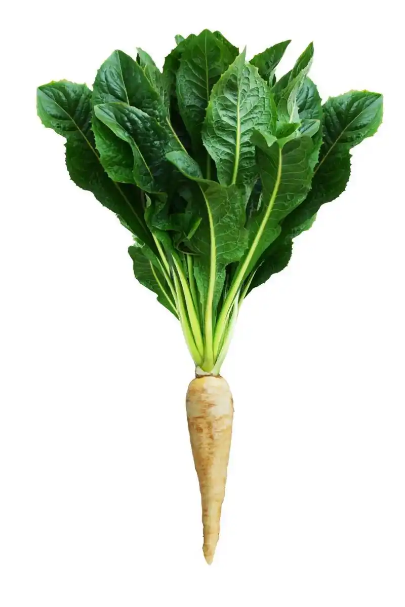 最新食品流行趋势?"菊苣蜜纤维"将在未来成为重要的功能性原料