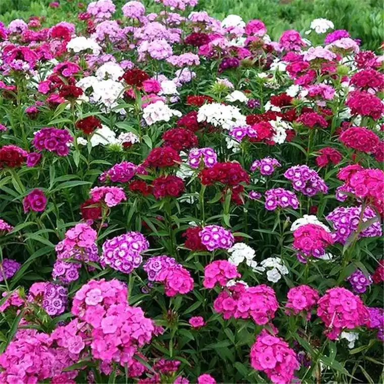 第一百五十八集:五彩石竹 也叫须苞石竹(dianthus b - 抖音