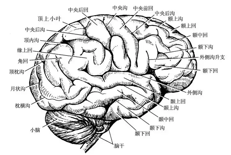 大脑半球的表面凹凸不平,满布深浅不同的沟,总称为大脑沟.