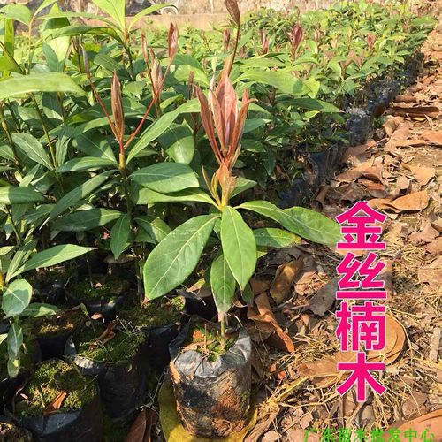 正宗金丝楠木树苗 名贵珍稀树木金丝楠四川小叶桢楠 优质楠树品种